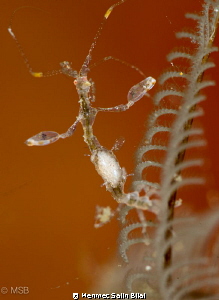 Skeleton shrimp with eggs. by Mehmet Salih Bilal 